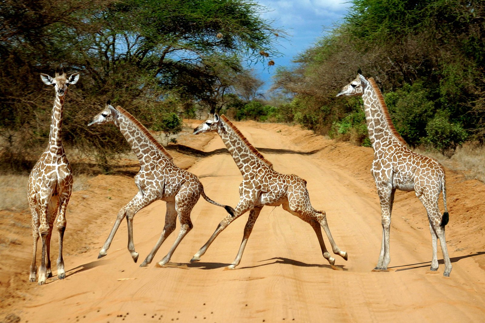 keniajungegiraffengaloppierenuccbereinestrasseimtsavoostnationalparkinkeniajennysturmshutterstock